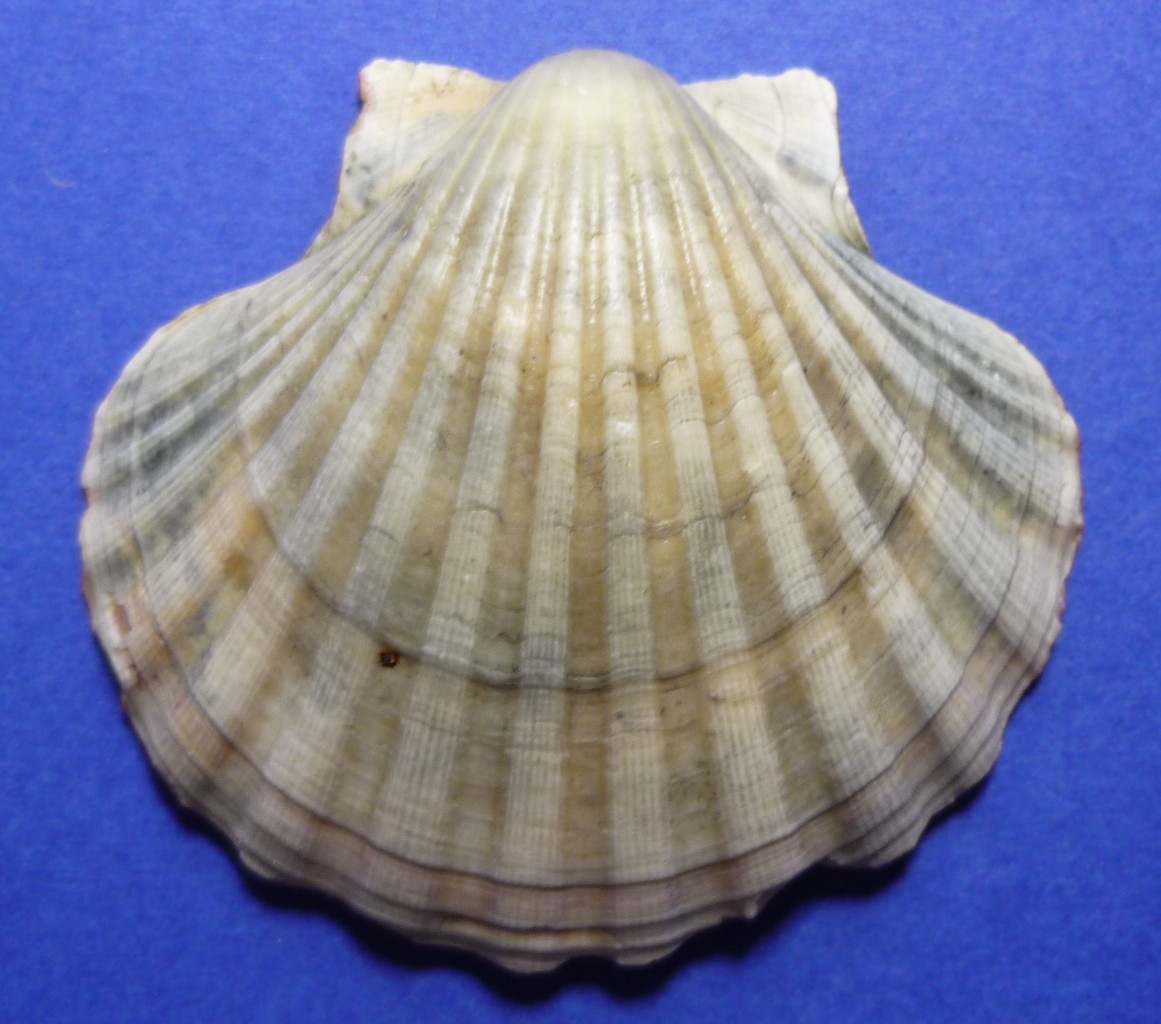 Pecten maximus